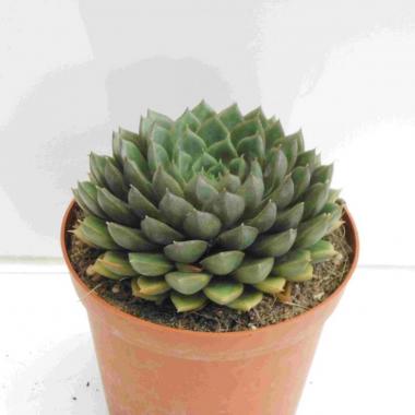 Echeveria setorum victor